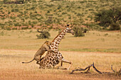African Lion (Panthera leo) males hunting South African Giraffe (Giraffa camelopardalis giraffa) bull, Kgalagadi Transfrontier Park, Botswana, sequence 11 of 15