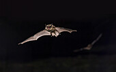 Indiana Bat (Myotis sodalis) pair flying, Wyandotte Cave, O'Bannon Woods State Park, Indiana