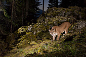 Mountain Lion (Puma concolor) at night, Washingon