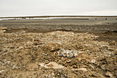 Snowy Plover (Charadrius nivosus) chicks in nest in restored salt pond, Eden Landing Ecological Reserve, Union City, Bay Area, California