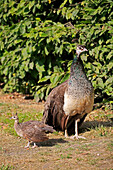 Indian Peafowl (Pavo cristatus) mother with chick, Frankfurt, Germany