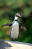 Humboldt Penguin (Spheniscus humboldti), Landau, Germany