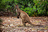 Western Grey Kangaroo (Macropus fuliginosus), Kangaroo Island, South Australia, Australia