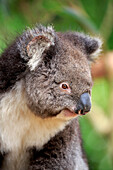 Koala (Phascolarctos cinereus), Kangaroo Island, South Australia, Australia