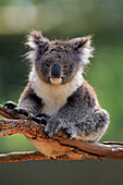 Koala (Phascolarctos cinereus), Kangaroo Island, South Australia, Australia