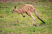 Eastern Grey Kangaroo (Macropus giganteus) sub-adult jumping, Murramarang National Park, New South Wales, Australia