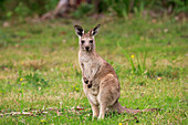 Eastern Grey Kangaroo (Macropus giganteus) sub-adult, Murramarang National Park, New South Wales, Australia