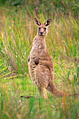 Eastern Grey Kangaroo (Macropus giganteus), Murramarang National Park, New South Wales, Australia