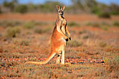 Red Kangaroo (Macropus rufus) male, Sturt National Park, New South Wales, Australia