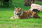 Sumatran Tiger (Panthera tigris sumatrae) male snarling, Miami, Florida