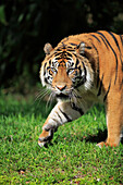 Sumatran Tiger (Panthera tigris sumatrae) male, Miami, Florida