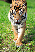 Sumatran Tiger (Panthera tigris sumatrae) male, Miami, Florida