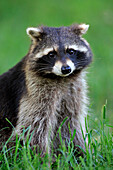 Raccoon (Procyon lotor), Germany