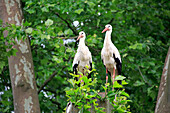 White Stork (Ciconia ciconia) pair, Heidelberg, Germany