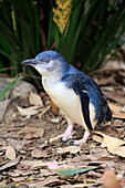 Little Blue Penguin (Eudyptula minor), Kangaroo Island, South Australia, Australia