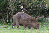 Yellow-headed Caracara (Milvago chimachima) on Capybara (Hydrochoerus hydrochaeris), Argentina