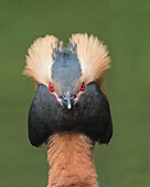 Horned Grebe (Podiceps auritus) in defensive posture, Sweden