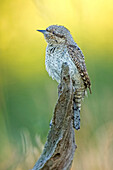 Eurasian Wryneck (Jynx torquilla), Saxony-Anhalt, Germany