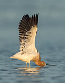 American Avocet (Recurvirostra americana) stretching, Texas