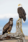 Bald Eagle (Haliaeetus leucocephalus) adult with juvenile, Alaska