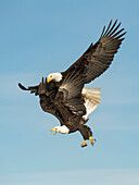 Bald Eagle (Haliaeetus leucocephalus) pair fighting in flight, Alaska