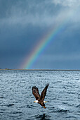 Bald Eagle (Haliaeetus leucocephalus) hunting with rainbow in background, Alaska