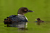 Common Loon (Gavia immer) with chick, British Columbia, Canada