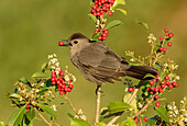 Gray Catbird (Dumetella carolinensis) feeding on red berries, Texas