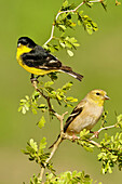 Lesser Goldfinch (Carduelis psaltria) male and female, Texas