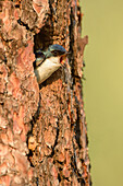 Tree Swallow (Tachycineta bicolor) calling in nest cavity, British Columbia, Canada