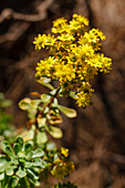 Aeonium spathulatum, endemic plant, UNESCO Biosphere Reserve, La Palma, Canary Islands, Spain, Europe