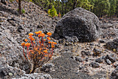 Aeonium plant, lat. Aeonium Haworthii, endemic plant,hiking tour along PR LP 14, hiking trail near Montana Quemada, volcanic crater, Llano del Jable, Parque Natural de Cumbre Vieja, UNESCO Biosphere Reserve, La Palma, Canary Islands, Spain, Europe
