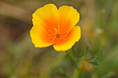 California Poppy, lat. Eschscholzia californica, flower, UNESCO Biosphere Reserve, La Palma, Canary Islands, Spain, Europe