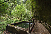water basin and water canal, Barranco del Agua, gorge, laurel forest, UNESCO Biosphere Reserve, La Palma, Canary Islands, Spain, Europe
