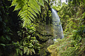 Cascada de los Tilos, Wasserfall, Barranco del Agua, Schlucht, Lorbeerwald, UNESCO Biosphärenreservat, La Palma, Kanarische Inseln, Spanien, Europa