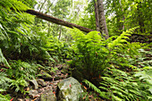 giant ferns, laurel forest, Barranco de la Galga, gorge, east slope of Caldera de Taburiente, Parque Natural de las Nieves, UNESCO Biosphere Reserve, La Palma, Canary Islands, Spain, Europe