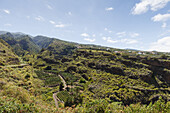 Lomo de Tabacal, Barranco de San Juan, gorge, near San Juan, east slope of Caldera de Taburiente, Parque Natural de las Nieves, UNESCO Biosphere Reserve, La Palma, Canary Islands, Spain, Europe