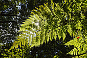 laurel forest, ferns, Los Tilos, Parque Natural de las Nieves, UNESCO Biosphere Reserve, La Palma, Canary Islands, Spain, Europe