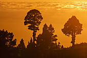 Kanarische Kiefern, Sonnenuntergang, Wolkenmeerr, bei Briesta, Region Garafia, UNESCO Biosphärenreservat, La Palma, Kanarische Inseln, Spanien, Europa