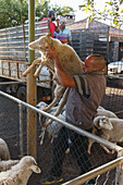 sheep, arrival of the cattle in the morning, livestock fair in San Antonio del Monte, Garafia region, UNESCO Biosphere Reserve, La Palma, Canary Islands, Spain, Europe