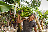 Arbeiter in einer Bananenplantage, Ernte, Mann, Monte Brena, UNESCO Biosphärenreservat,  La Palma, Kanarische Inseln, Spanien, Europa