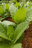 tobacco plantation for cigars, Brena Alta, UNESCO Biosphere Reserve, La Palma, Canary Islands, Spain, Europe