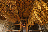 tobacco leaves, old tobacco kiln, manufacture of cigars, worker, man, Brena Alta, UNESCO Biosphere Reserve, La Palma, Canary Islands, Spain, Europe