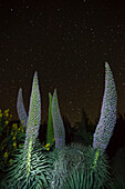 starry sky, stars, Tajinaste plants, lat. Echium wildpretii, endemic plant, outside crater edge, Caldera de Taburiente, UNESCO Biosphere Reserve, La Palma, Canary Islands, Spain, Europe