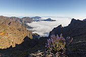 Blick in den Krater, bei Pico de la Cruz, Kraterrand, Caldera de Taburiente, Parque Nacional de la Caldera de Taburiente, Nationalpark, UNESCO Biosphärenreservat, La Palma, Kanarische Inseln, Spanien, Europa