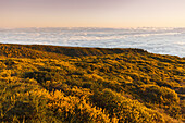 view northwards, sea of clouds over the Atlantic Ocean, lat. Adennocarpus viscosus, endemic plant, near Pico de la Cruz, crater rim, Caldera de Taburiente, Parque Nacional de la Caldera de Taburiente, Nacional Park, UNESCO Biosphere Reserve, La Palma, Can