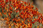 Pico de Fuego, lat. Lotos pyranthus, endemische Pflanze, Ostflanke der Caldera de Taburiente UNESCO Biosphärenreservat, La Palma, Kanarische Inseln, Spanien, Europa