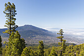 hiking tour to Pico Bejenado, mountain, 1844m, crater rim of  Caldera de Taburiente, Parque Nacional de la Caldera de Taburiente, National Park, UNESCO Biosphere Reserve, La Palma, Canary Islands, Spain, Europe