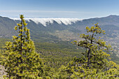 view to Cumbre Nueva with cascade of clouds, hiking tour to Pico Bejenado, mountain, 1844m, crater rim of  Caldera de Taburiente, Parque Nacional de la Caldera de Taburiente, National Park, UNESCO Biosphere Reserve, La Palma, Canary Islands, Spain, Europe