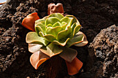 Aeonium-Pflanze,  lat. Aeonium nobile, El Jardin de las Delicias, Parque Botanico, Stadtpark, gestaltet vom Künstler Luis Morera, Los Llanos de Aridane, UNESCO Biosphärenreservat,  La Palma, Kanarische Inseln, Spanien, Europa